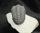 Arched / Inch Phacops Speculator Trilobite #1519-3